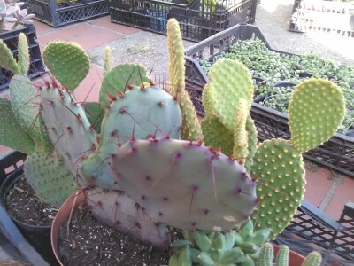 Otac i ćerka najveći proizvođači kaktusa u Vrbasu