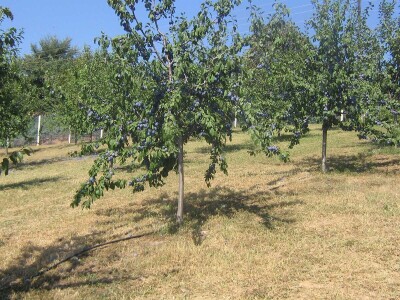 Otac i sin u srcu Šumadije proizvode rakije vrhunskog kvaliteta