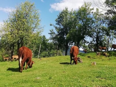 Otkrij Hrib Otkrij Hrib