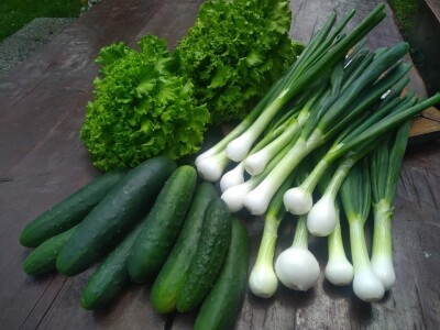 Otkrij Hrib Otkrij Hrib