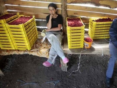 Otkup malina - BPZ Imoćanka