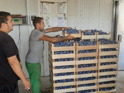 Otkup šljive u Trnavi kod Mome Vasiljević