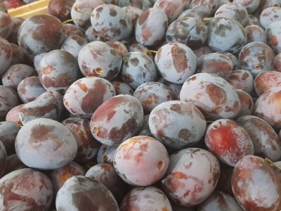 Otkup šljive u Trnavi kod Mome Vasiljević