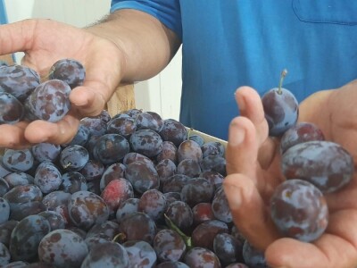 Otkup šljive u Trnavi kod Mome Vasiljević