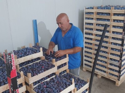 Otkup šljive u Trnavi kod Mome Vasiljević