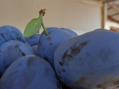 Otkup šljive u Trnavi kod Mome Vasiljević