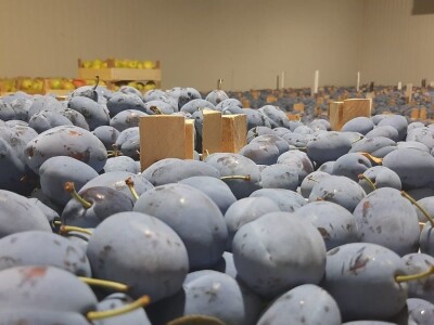 Otkup šljive u Trnavi kod Mome Vasiljević