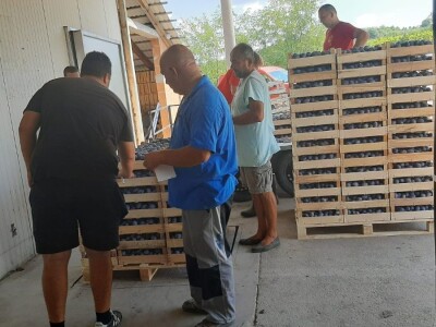 Otkup šljive u Trnavi kod Mome Vasiljević