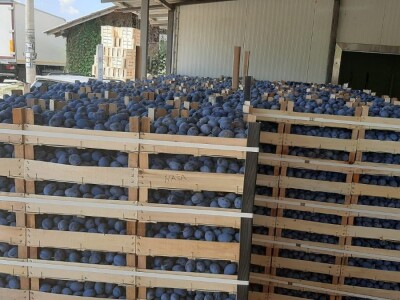 Otkup šljive u Trnavi kod Mome Vasiljević