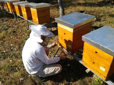 Otkupna cena meda u Srbiji najviša na planeti