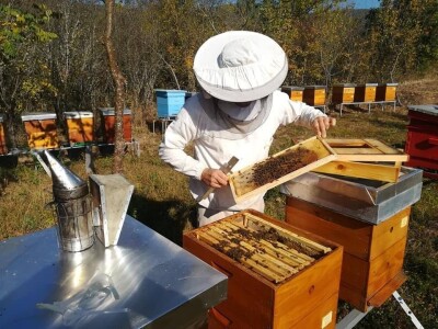 Otkupna cena meda u Srbiji najviša na planeti