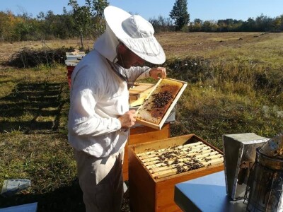Otkupna cena meda u Srbiji najviša na planeti