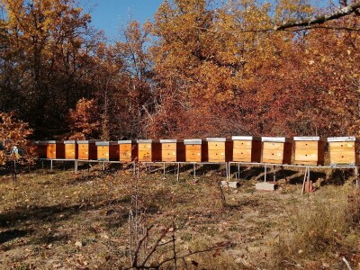 Otkupna cena meda u Srbiji najviša na planeti