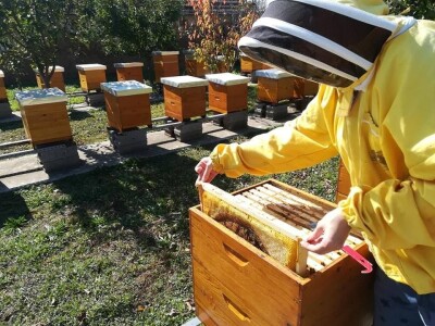 Otkupna cena meda u Srbiji najviša na planeti