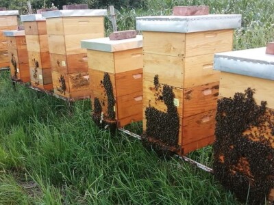 Otkupna cena meda u Srbiji najviša na planeti