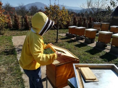 Otkupna cena meda u Srbiji najviša na planeti