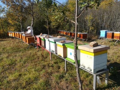 Otkupna cena meda u Srbiji najviša na planeti