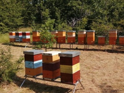 Otkupna cena meda u Srbiji najviša na planeti