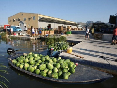 Otkupna stanica u Gradu Opuzenu kamo se lubenice dopremaju uglavnom lađama ... Otkupna stanica u Gradu Opuzenu kamo se lubenice dopremaju uglavnom lađama ...