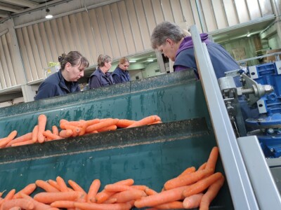 Otkupni centar tvrtke Enna Fruit u Donjem Miholjcu