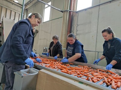 Otkupni centar tvrtke Enna Fruit u Donjem Miholjcu