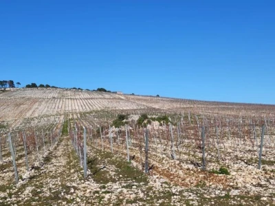 Otočno vinogradarstvo