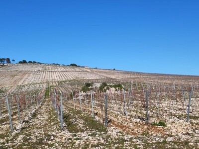 Otočno vinogradarstvo