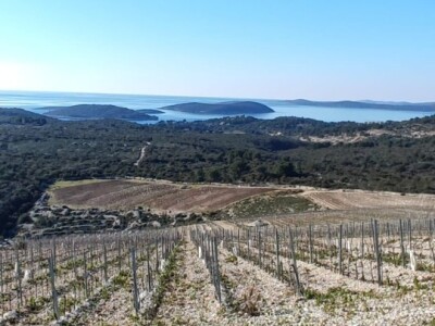 Otočno vinogradarstvo
