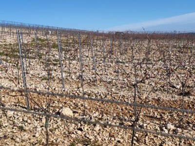 Otočno vinogradarstvo