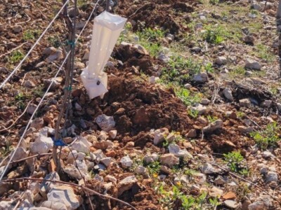 Otočno vinogradarstvo