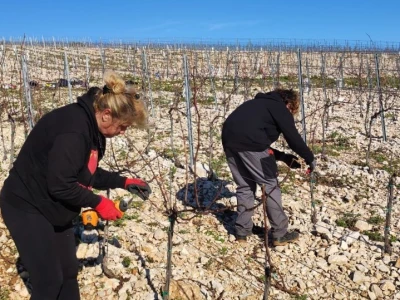 Otočno vinogradarstvo