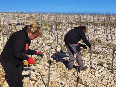 Otočno vinogradarstvo