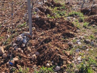 Otočno vinogradarstvo