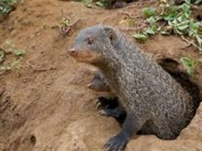 Mungos snimljen na Mljetu