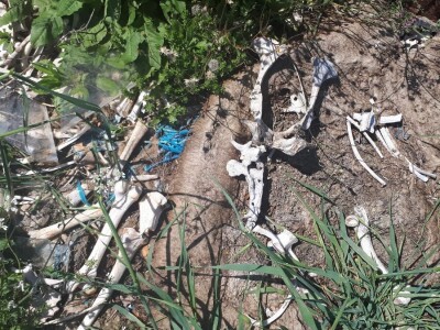 Mr. Jasna Jeremić: Od 17 križanaca vukova i pasa 16 ih je u Dalmaciji