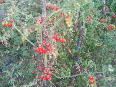 Otporne rajčice Otporne rajčice