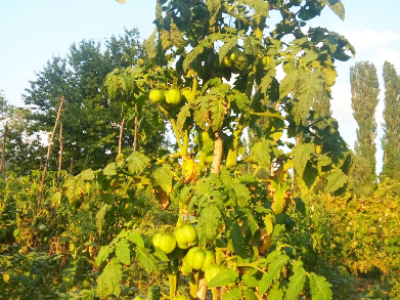 Otporne rajčice Otporne rajčice