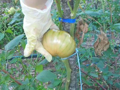 Otporne rajčice Otporne rajčice