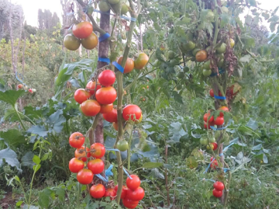 Otporne rajčice Otporne rajčice