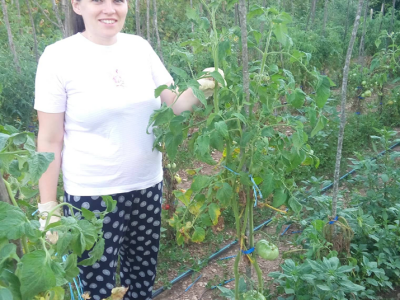 Otporne rajčice Otporne rajčice