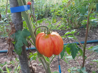 Otporne rajčice Otporne rajčice