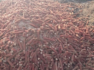 Na deponiji se spaljuju o kukuruzni oklasci