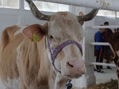 Otvoren 27. jesenji međunarodni bjelovarski sajam
