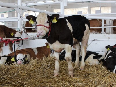 Otvoren 27. jesenski međunarodni bjelovarski sajam