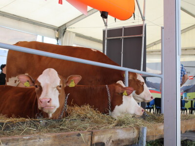 Otvoren 30.Jesenski međunarodni bjelovarski sajam