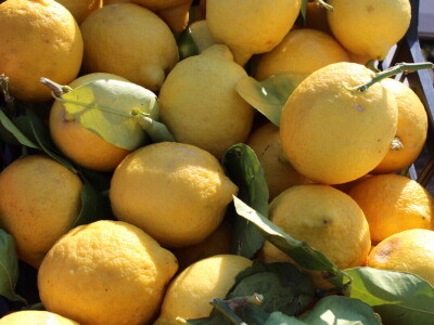 Otvoren 31. Proljetni i 25. Obrtnički sajam u Osijeku