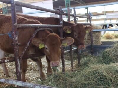 Otvoren 88. međunarodni poljoprivredni Novosadski sajam