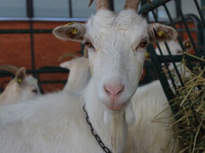 Otvoren 88. međunarodni poljoprivredni sajam Novosadski sajam