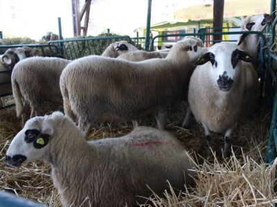 Otvoren 88. međunarodni poljoprivredni sajam Novosadski sajam