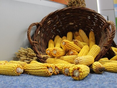 Otvoren 88. međunarodni poljoprivredni sajam Novosadski sajam